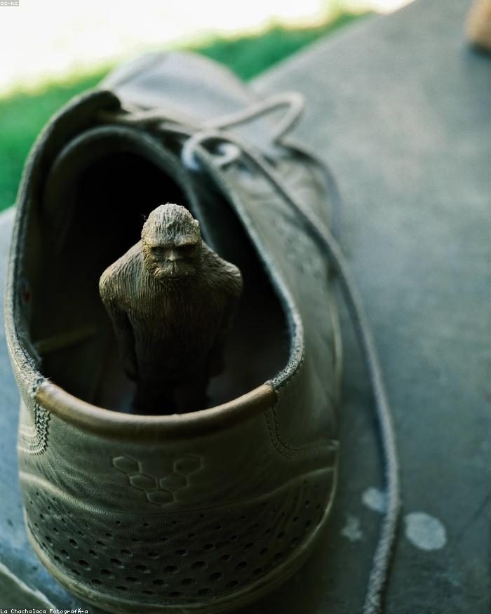 Nap Owl